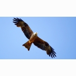 20210617 Schwarzmilan Rotmilan Hybrid vielleicht 1 DSC06553.jpg